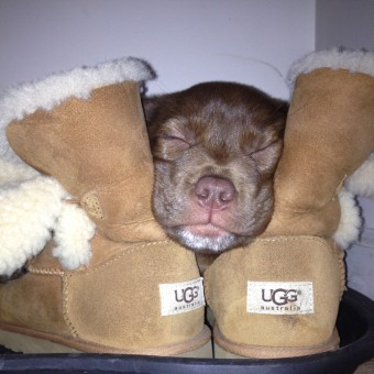 UGG botas piel oveja